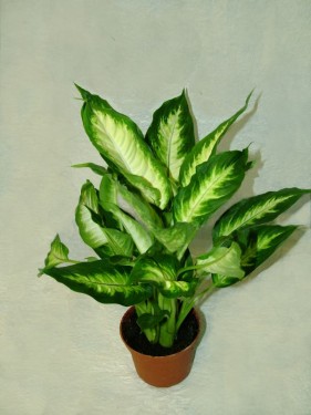 flower delivery Budapest - Diffenbachia Bertina (Dumb Cane)<br>(35cm) - indoor plant