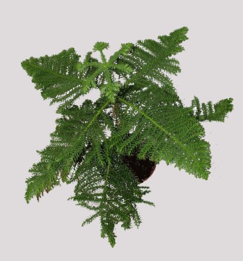flower delivery Budapest - Araucaria heterophylla (Norfolk Island Pine)<br>(55cm) - indoor plant