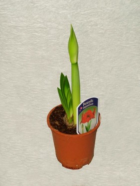 flower delivery Budapest - big Hippeastrum hortorum (Amaryllis) in pot<br>- indoor plant
