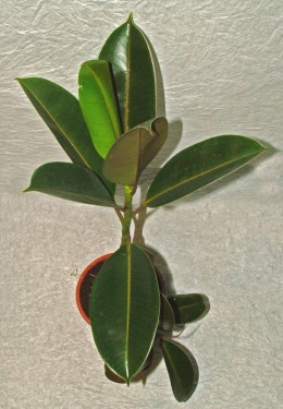 flower delivery Budapest - Ficus elastica (Rubber fig)<br>(25cm) - indoor plant