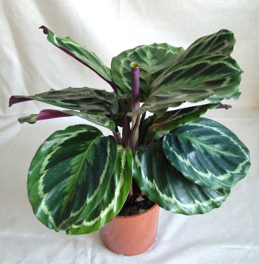 flower delivery Budapest - Calathea medallion <br>(50cm) - indoor plant
