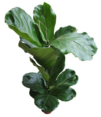 Virágküldés Budapest - Ficus lyrata kaspóban (lantlevelű fikusz)<br>(1,2m) - szobanövény
