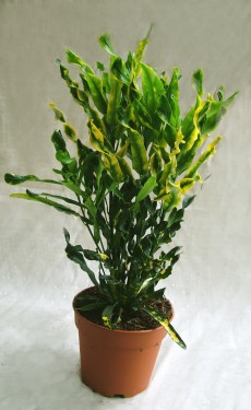 Blumenlieferung nach Budapest - Codiaeum (25cm) - Zimmerpflanze