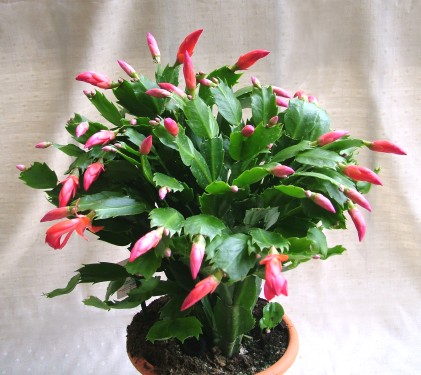 flower delivery Budapest - big Schlumbergera in pot (Chistmas cactus) - indoor plant