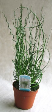 Virágküldés Budapest - Juncus effucus kaspóban - csavart fű <br>(30cm) - szobanövény
