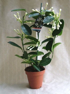 Blumenlieferung nach Budapest - Stephanotis floribunda im Topf<br>(40cm) - Zimmerpflanze