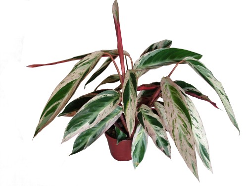 Blumenlieferung nach Budapest - Stromanthe sauginica (40cm) - Zimmerpflanze