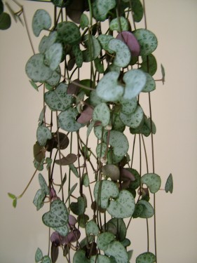 Blumenlieferung nach Budapest - Ceropegia woodi im Topf - Zimmerpflanze