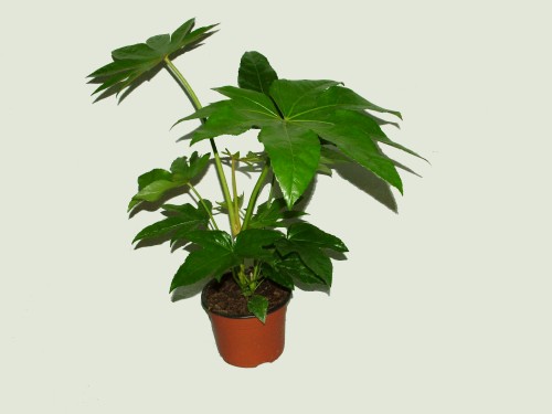 Blumenlieferung nach Budapest - Fatsia japonica (50cm) - Zimmerpflanze