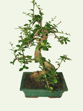 flower delivery Budapest - bonsai<br>(25cm) - indoor plant