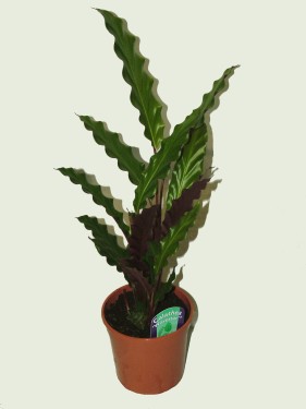 Virágküldés Budapest - Calathea rufibarba<br>(25cm) - szobanövény