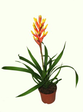 flower delivery Budapest - Guzmania dissitiflora<br>(30cm) - indoor plant kaspóval
