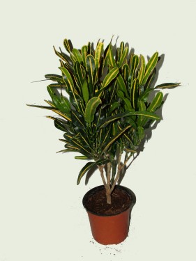 Virágküldés Budapest - Codiaeum (kroton) vékony levelű, törzses<br>(25cm) - szobanövény