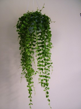 flower delivery Budapest - Dischidia<br>(45cm) - indoor plant