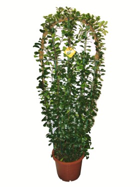 Virágküldés Budapest - Ficus (paravánra futtatva)<br>(1,3m) - szobanövény