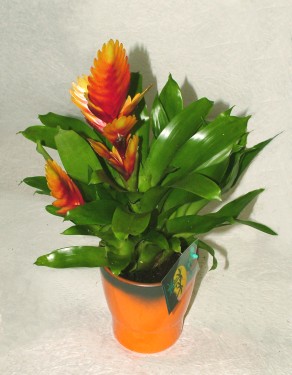 flower delivery Budapest - Vriesea Tiffany in different colors (Bromeliad)<br>(30cm) - indoor plant
