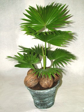 flower delivery Budapest - Livistona palm with coconut decor<br>(30cm) - indoor plant