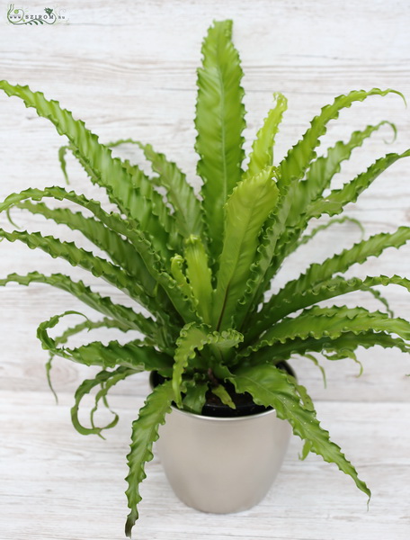 flower delivery Budapest - Asplenium in pot