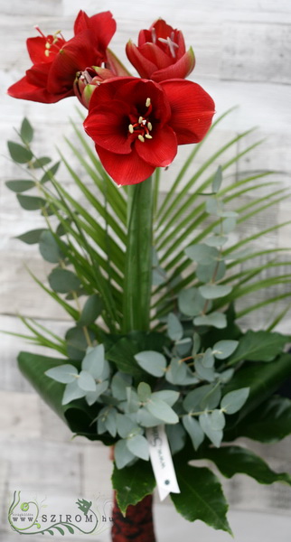 flower delivery Budapest - amaryllis with greenery 