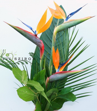 Blumenlieferung nach Budapest - 3 Strelitzia in hohen Bouquet