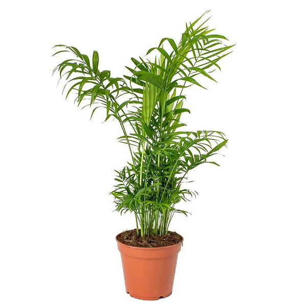 Virágküldés Budapest - Chamaedora elegans kaspóban (mexikói gyompálma)<br>(40cm) - szobanövény