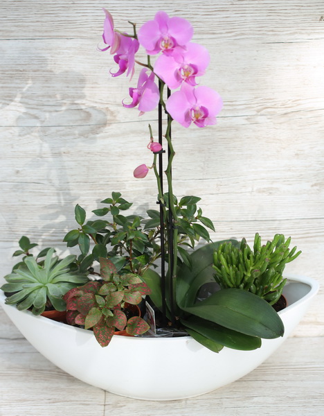 Virágküldés Budapest - Orchidea hajóban pozsgásokkal, kis növényekkel