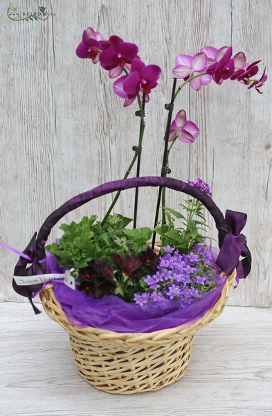 flower delivery Budapest - purple plant basket (indoor and outdoor plants)
