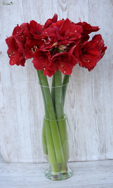 Blumenlieferung nach Budapest - 5 wunderschöhne Amaryllis in Vase