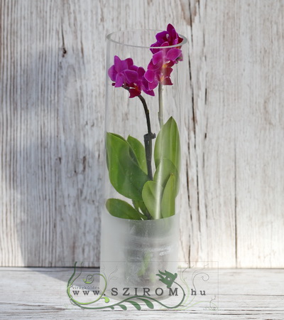 flower delivery Budapest - mini Phalaenopsis orchid in glass Cylinder