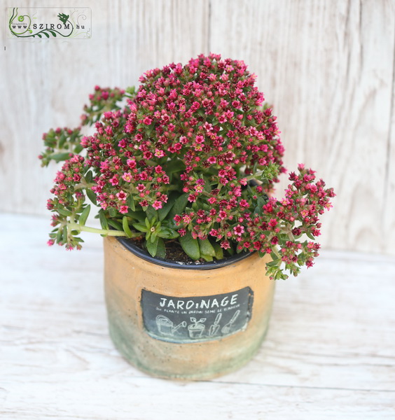 flower delivery Budapest - pink sedum in pot 