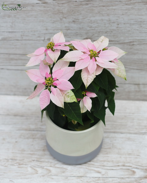 Blumenlieferung nach Budapest - Euphorbia pulcherrima pink