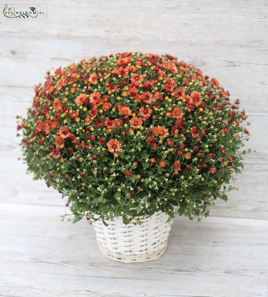 Blumenlieferung nach Budapest - Grosse Chrysanthemum im Topf