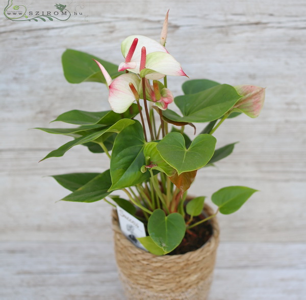flower delivery Budapest - Anthurium in pot, pink - white