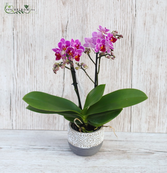flower delivery Budapest - Multiflora mini orchid in pot