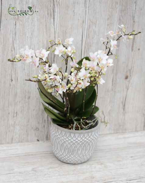 Blumenlieferung nach Budapest - Phalaenopsis Orchidee mit vielen Blumen im Topf
