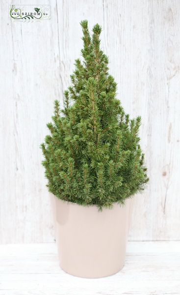 flower delivery Budapest - Picea Glauca 70cm in pot