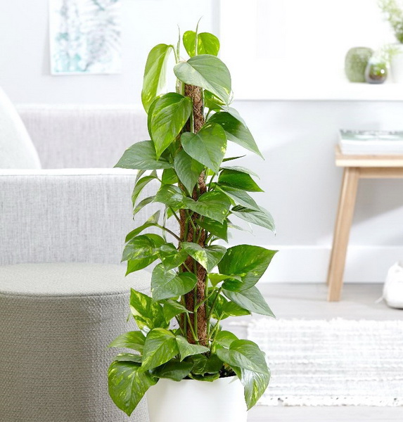 flower delivery Budapest - Epipremnum aureum (p:19cm, h:120cm)