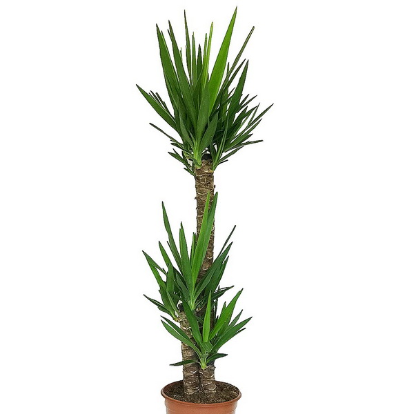 Virágküldés Budapest - Yucca elephantipes 3 törzsű (szobai jukka) (cs:24cm, m:130cm)