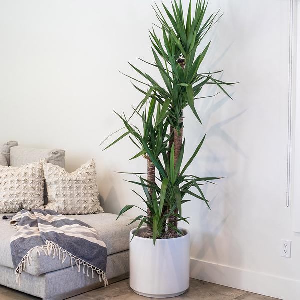 flower delivery Budapest - Yucca elephantipes 4 stems (cs:32cm, m:180cm)