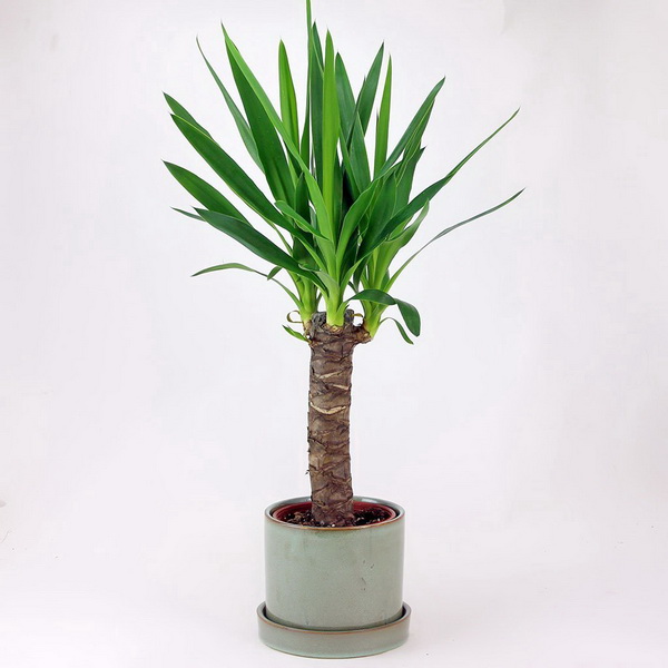 Blumenlieferung nach Budapest - Yucca elephantipes im Korb (30cm)