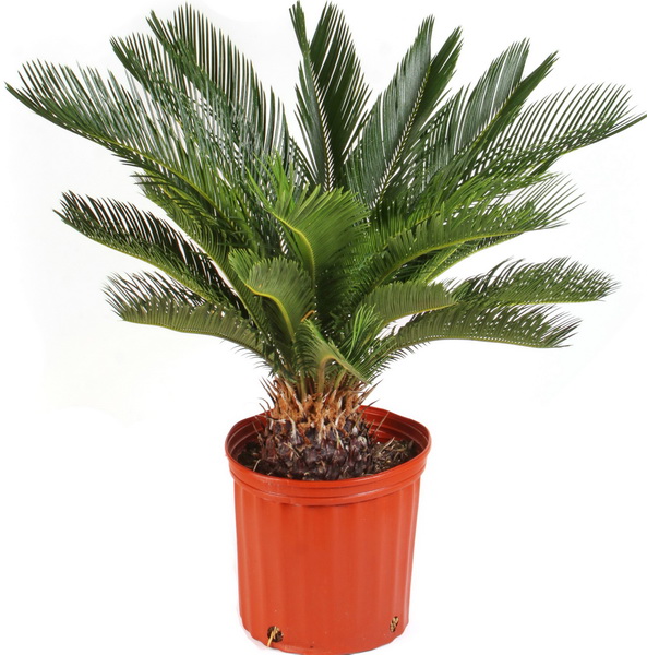 flower delivery Budapest - Cycas revoluta (p:21cm, h:90cm)