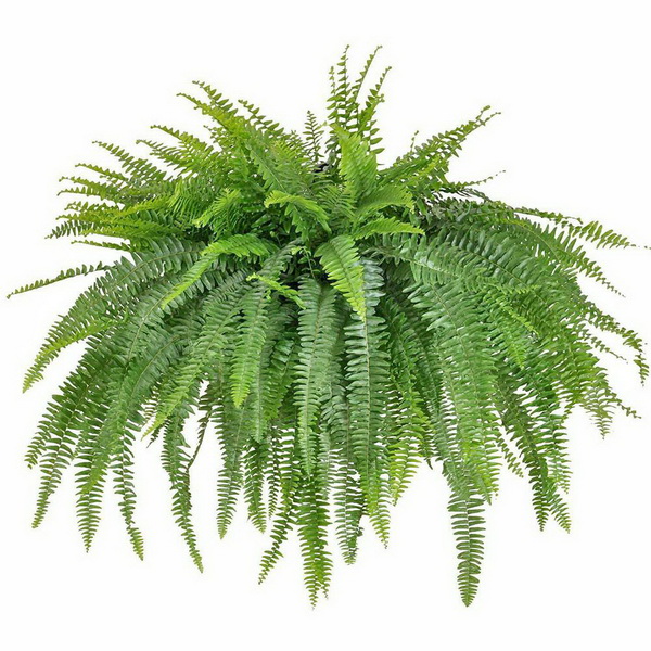 Blumenlieferung nach Budapest - Nephrolepis exaltata 