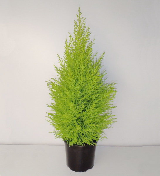 Virágküldés Budapest - Cupressus macrocarpa (szobaciprus) (cs:17cm, m:90cm)