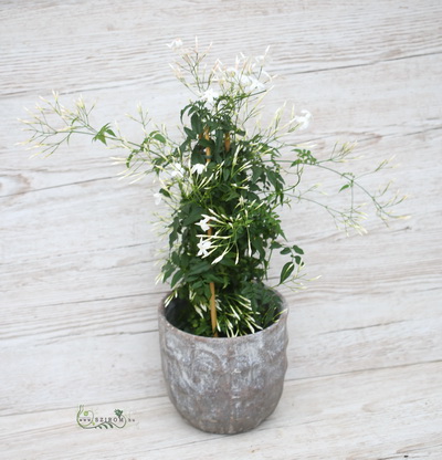 Blumenlieferung nach Budapest - Jasmin mit Topf (drinnen)