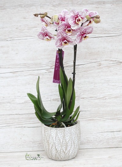 Blumenlieferung nach Budapest - Orchidee mit lila Punkten mit Blumentopf (drinnen)