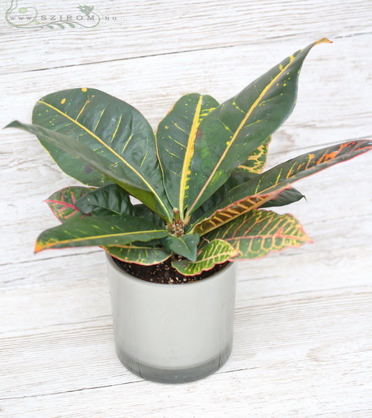 flower delivery Budapest - croton in pot (30cm)