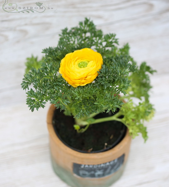 Blumenlieferung nach Budapest - Hahnenfuss im Topf in verschiedenen Farben (24cm)