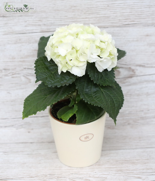 flower delivery Budapest - white hydrangea in pot