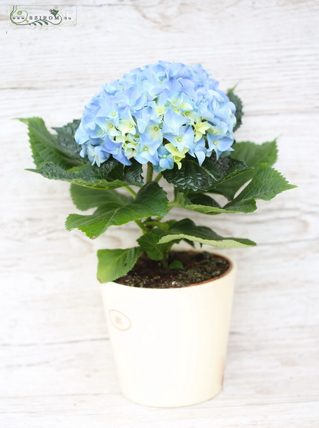 Blumenlieferung nach Budapest - kleine blaue Hortensie im Topf