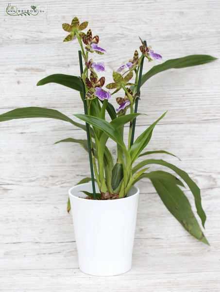 Blumenlieferung nach Budapest - Zygopetalum Louisendorf in Topf